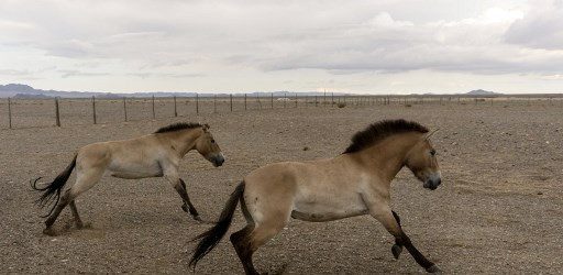 Modern Breeding Reduced Horse Diversity