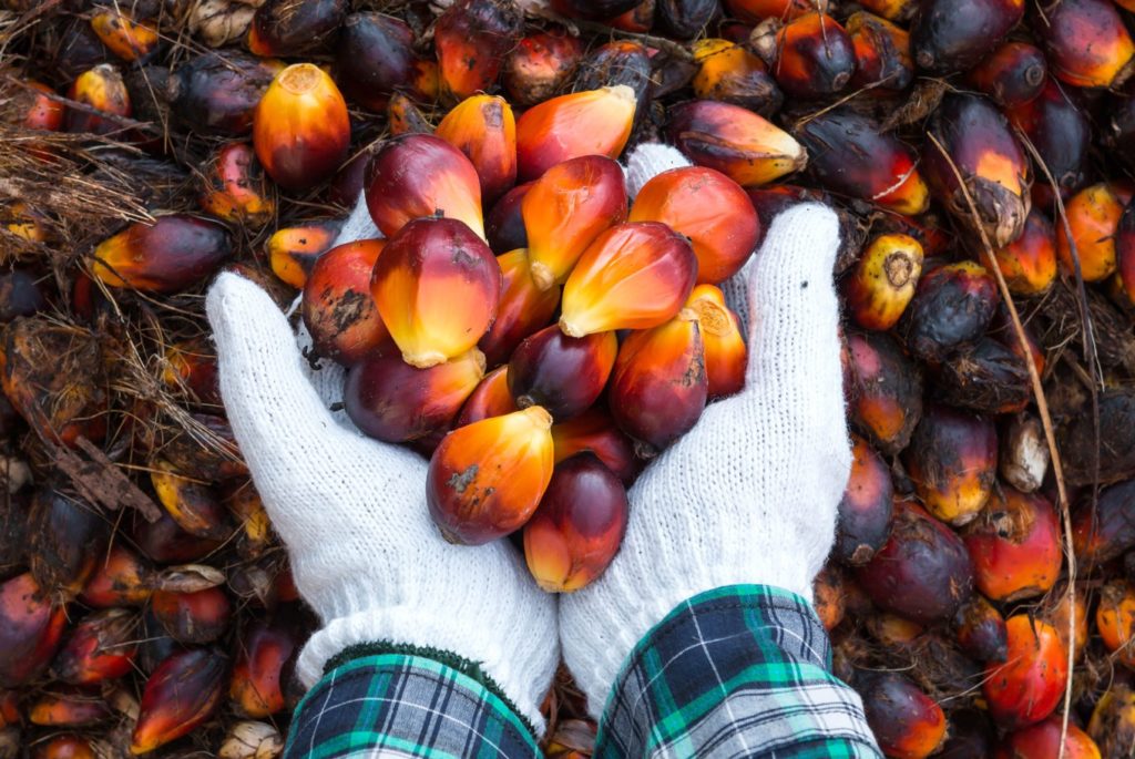 Palm Oil Export Volume