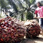 Palm Oil Output
