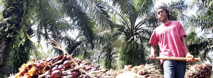 Palm Oil Output