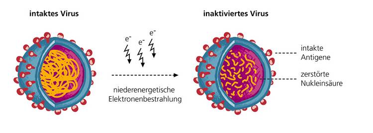 Virus Mati