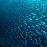 Potensi Ikan Laut