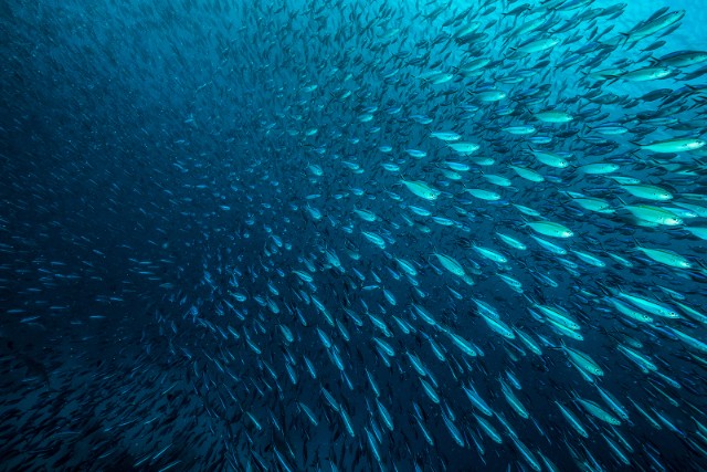 Potensi Ikan Laut